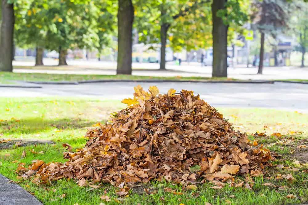 tree leaves and grass clippings pile