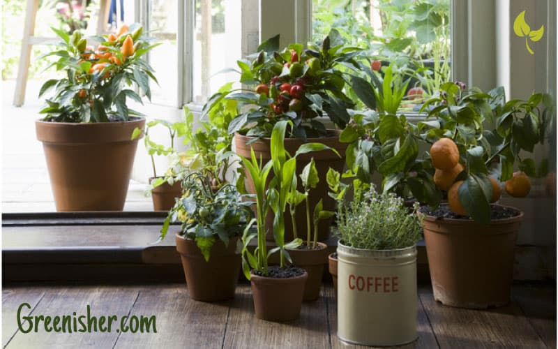 The complete guide to containers gardening