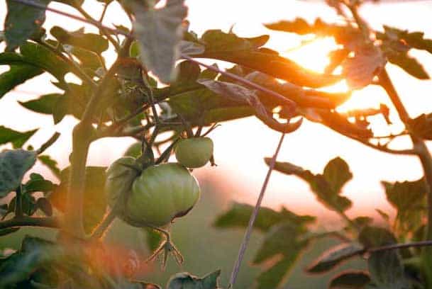 harvesting tomatoes