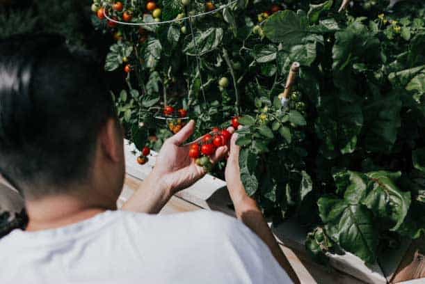 tomato plant, harvest