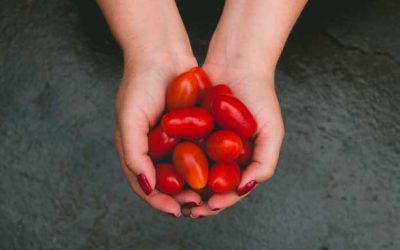 Growing tomatoes in pots or small gardens : The complete guide