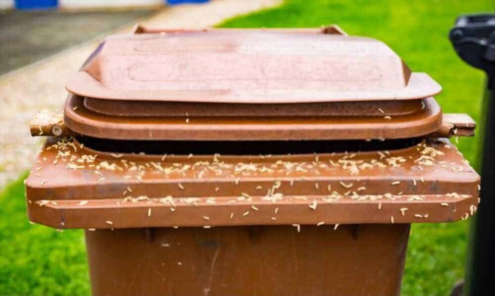 composting bin with maggots in it