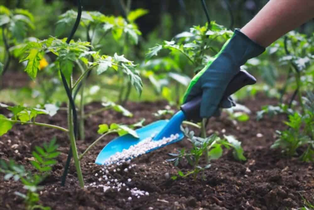 tomato plant fertilizer adding nutrients