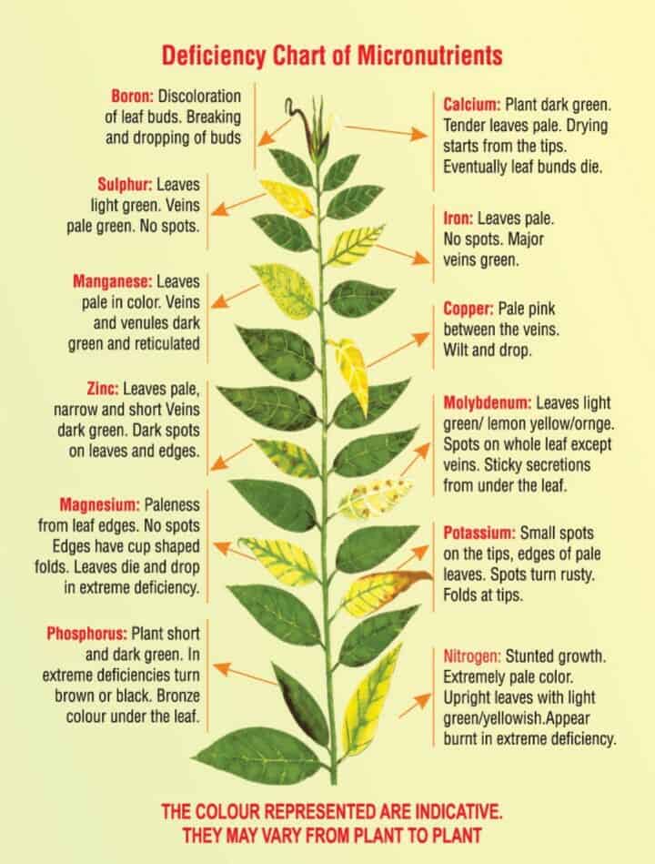 deficiency chart nutrient 