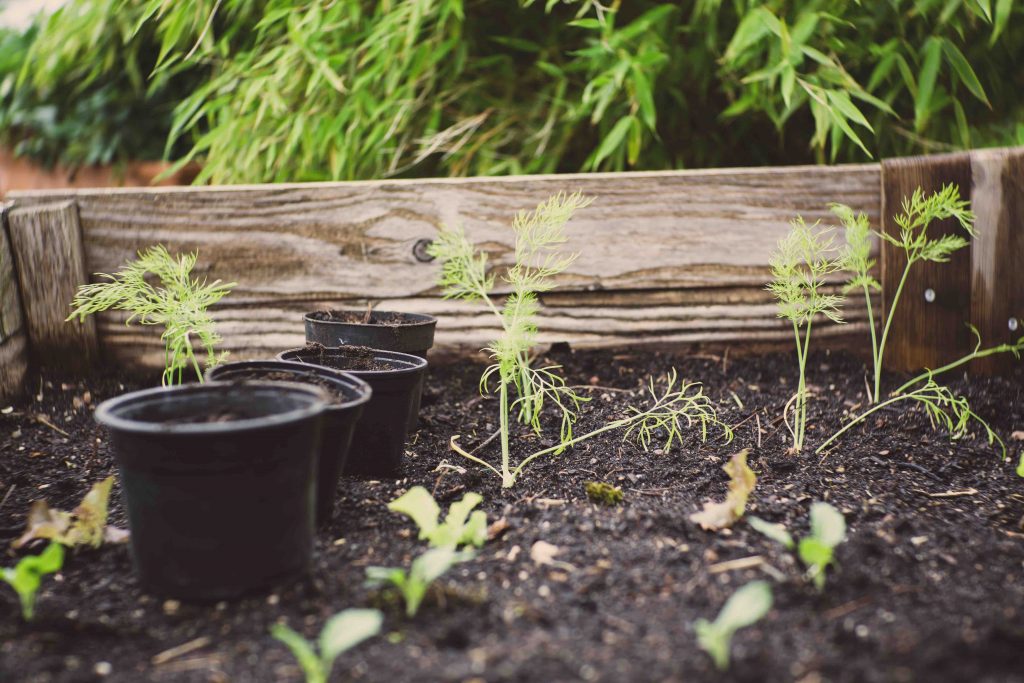 pots near new plants , planted in compost