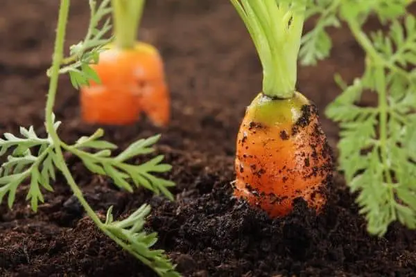 carrots grown in good quality soil without fertilizer