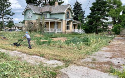 Vinegar and Salt weed killer