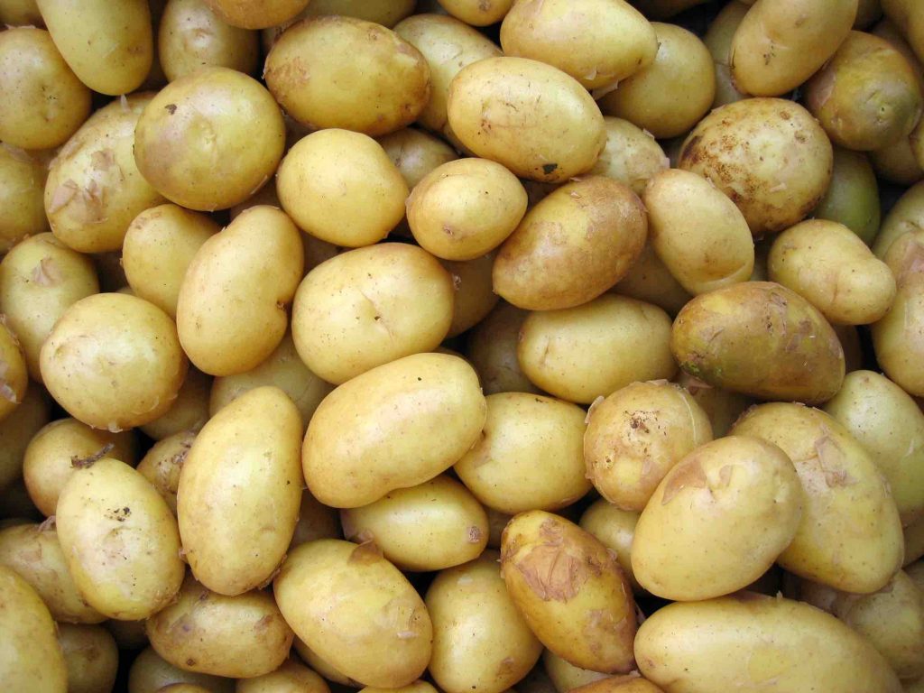 potato, cured, storage, tuber