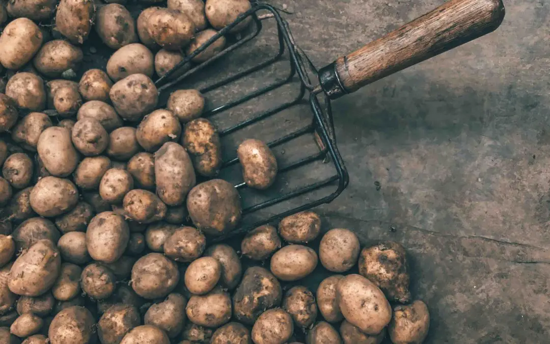 The complete guide : POTATOES from growing to harvesting