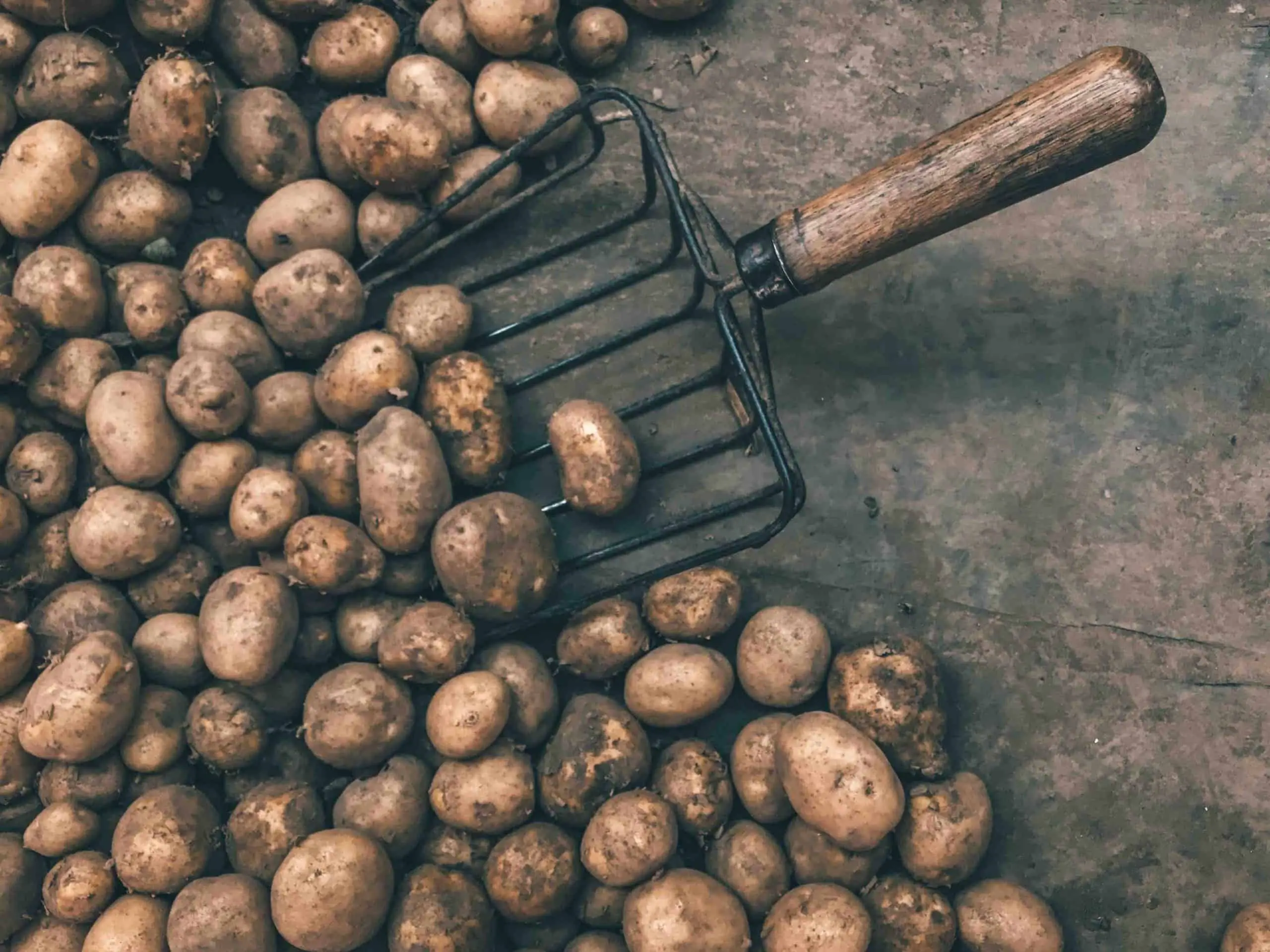 potato, soil, tuber, seed