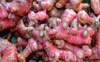 Red ginger plant care and benefits
