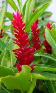 red ginger plant flower