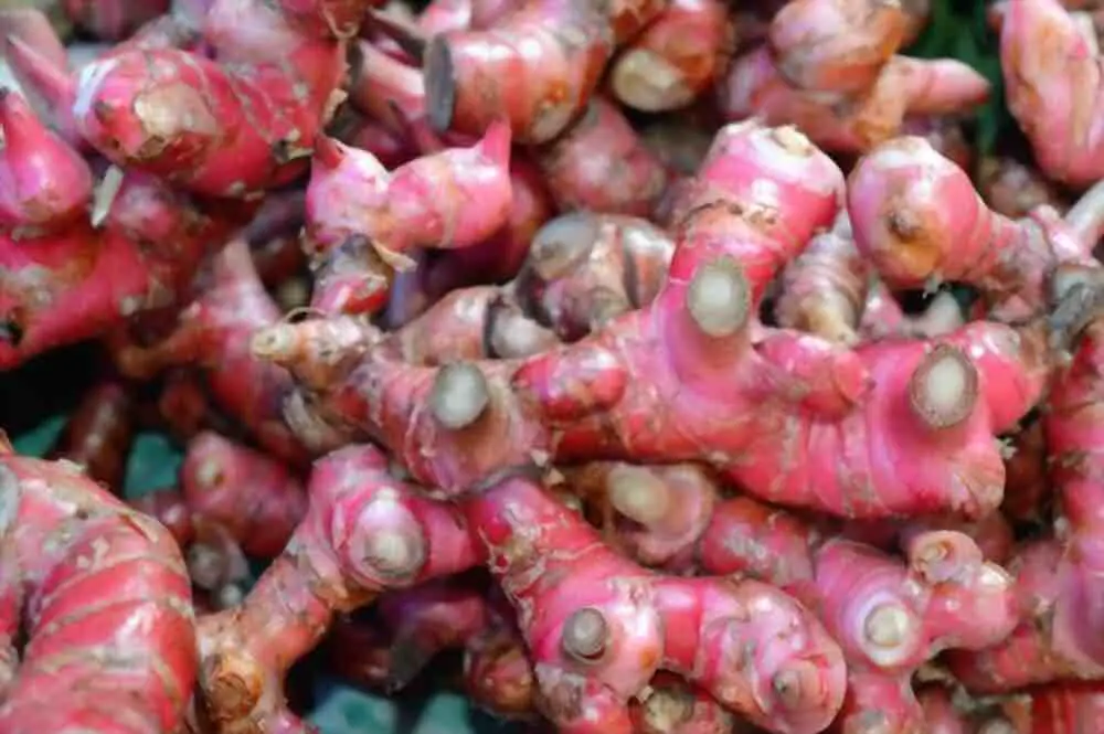 Red ginger plant care and benefits