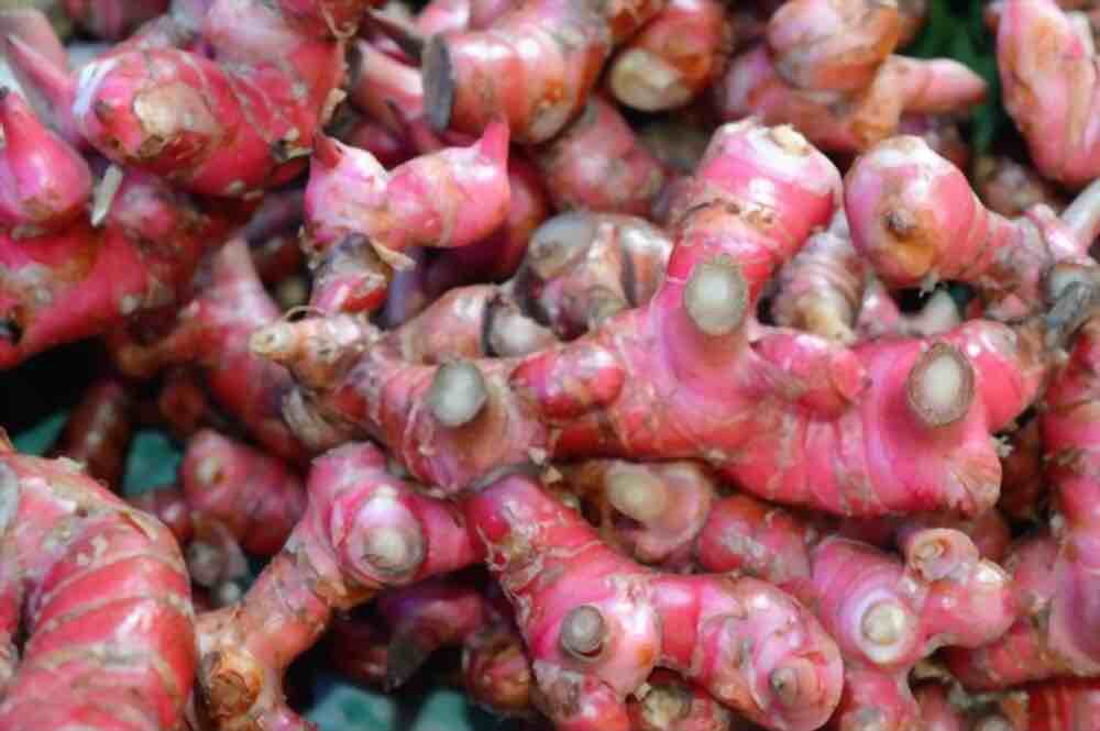 red ginger rhizome