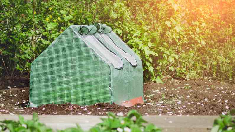 small greenhouse in the garden