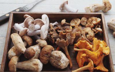 best mushroom growing kits