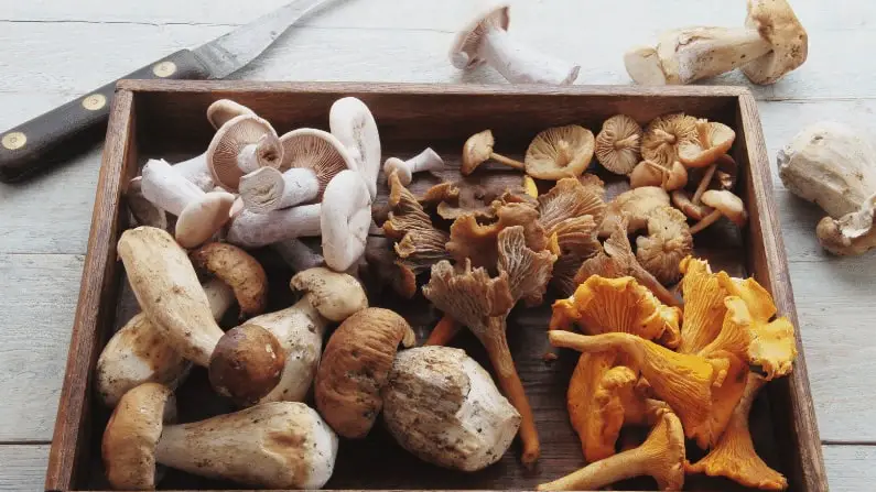 mushroom kits ready to cook