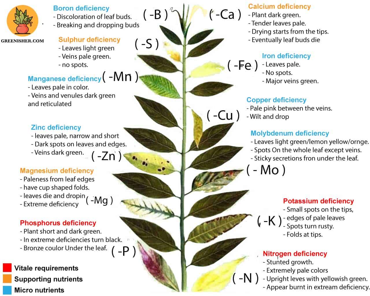 A PLANT WITH ALL THE NUTRIENT DEFFICIENCIES THAT COULD HAPPEN