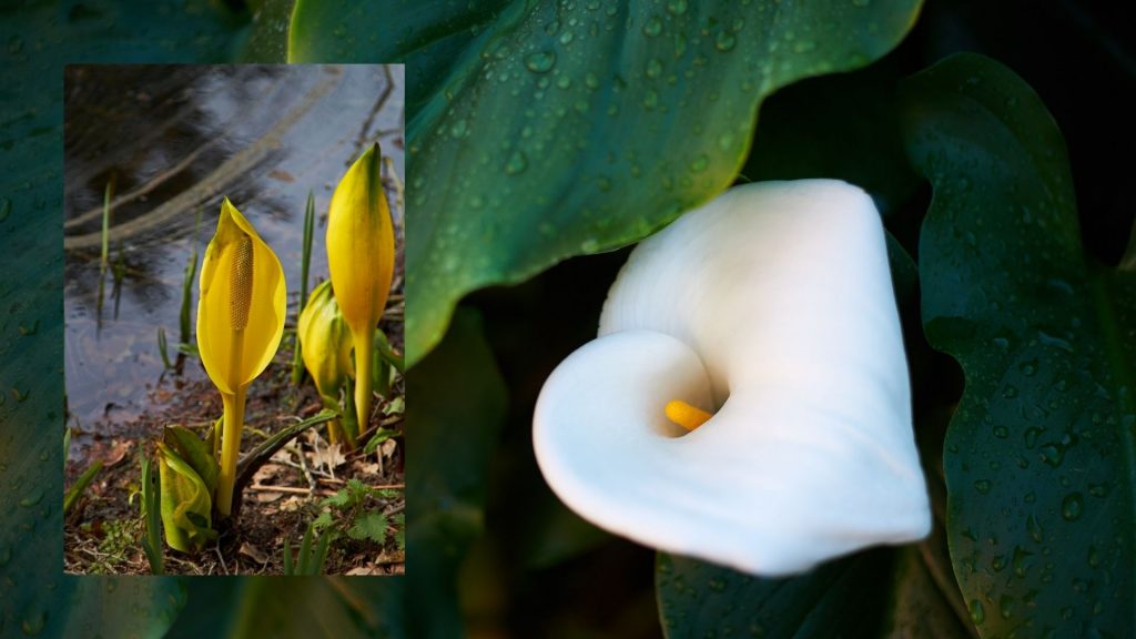 Arum Lilies