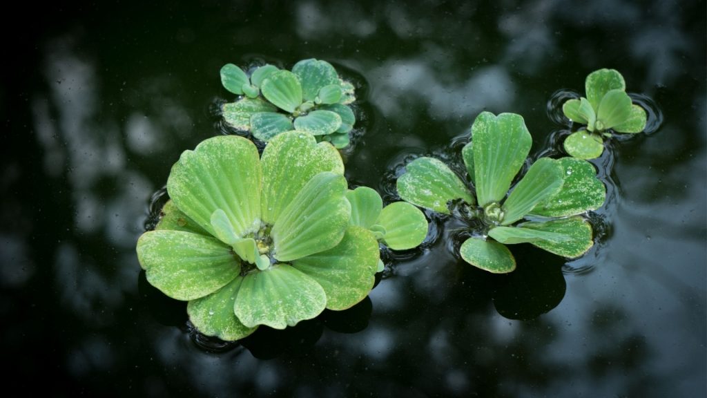 Duckweed