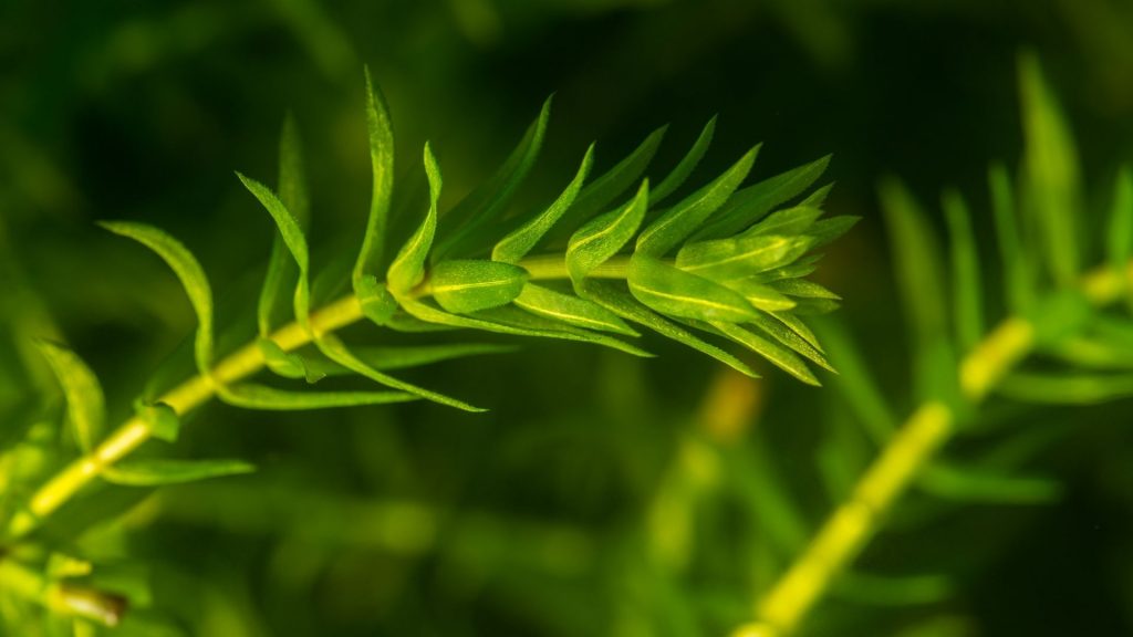 Limnophila sessiliflora