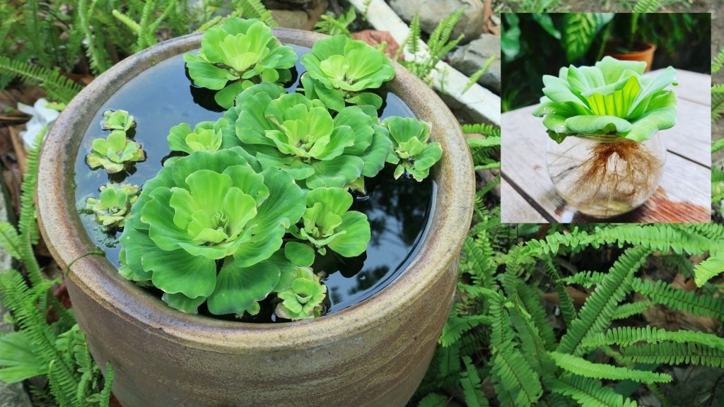 Pistia (water lettuce