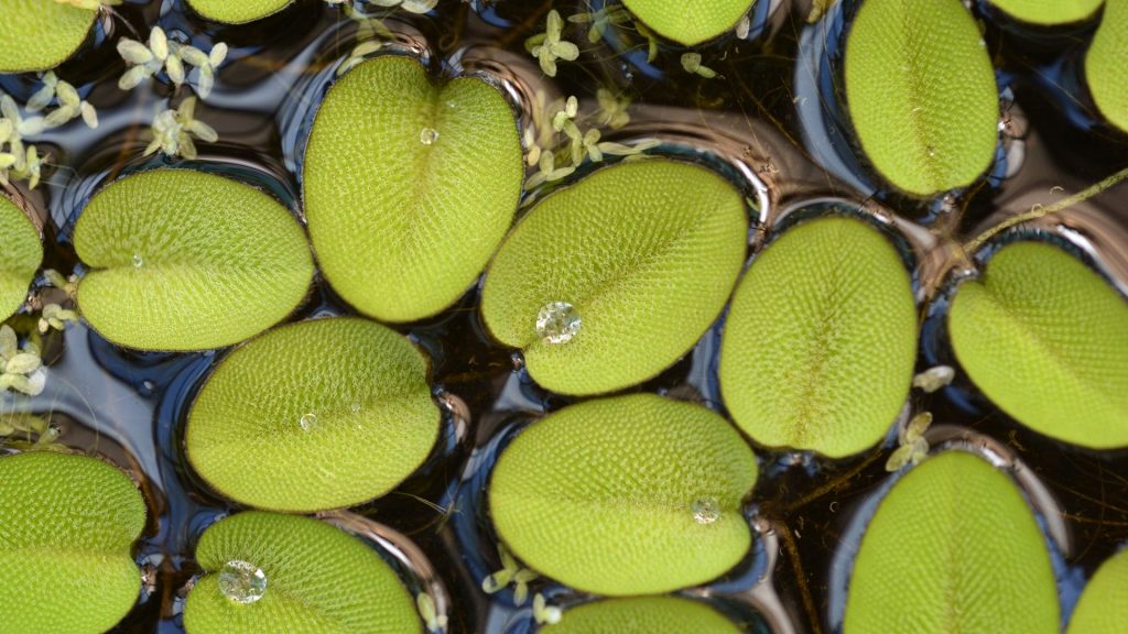 Salvinia Natans