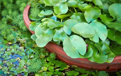 plants that you can grow in water only