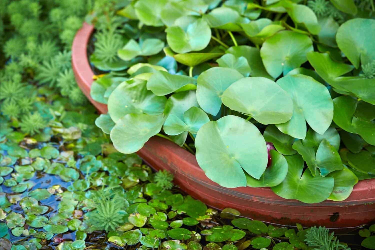 plants in water and container full of water