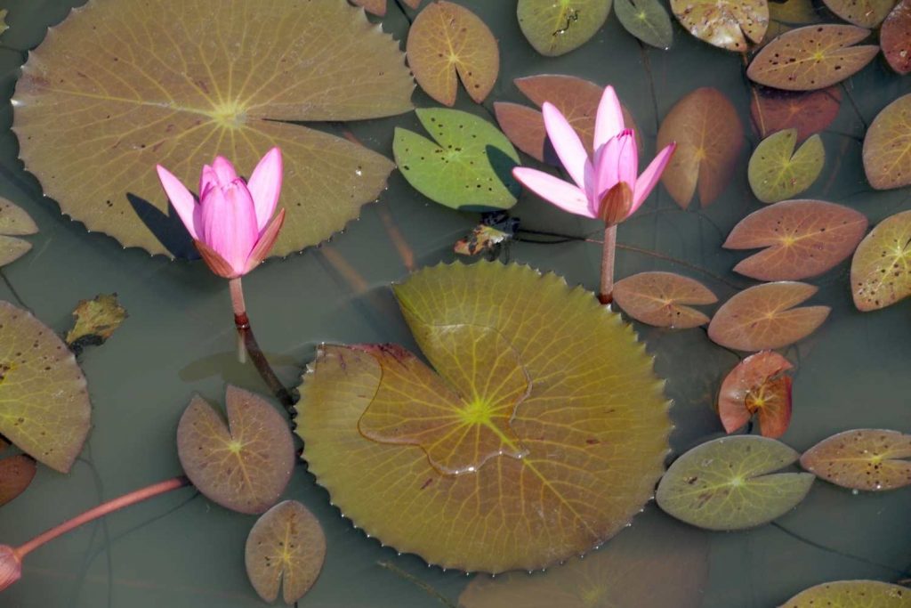 plants on water and a flower 