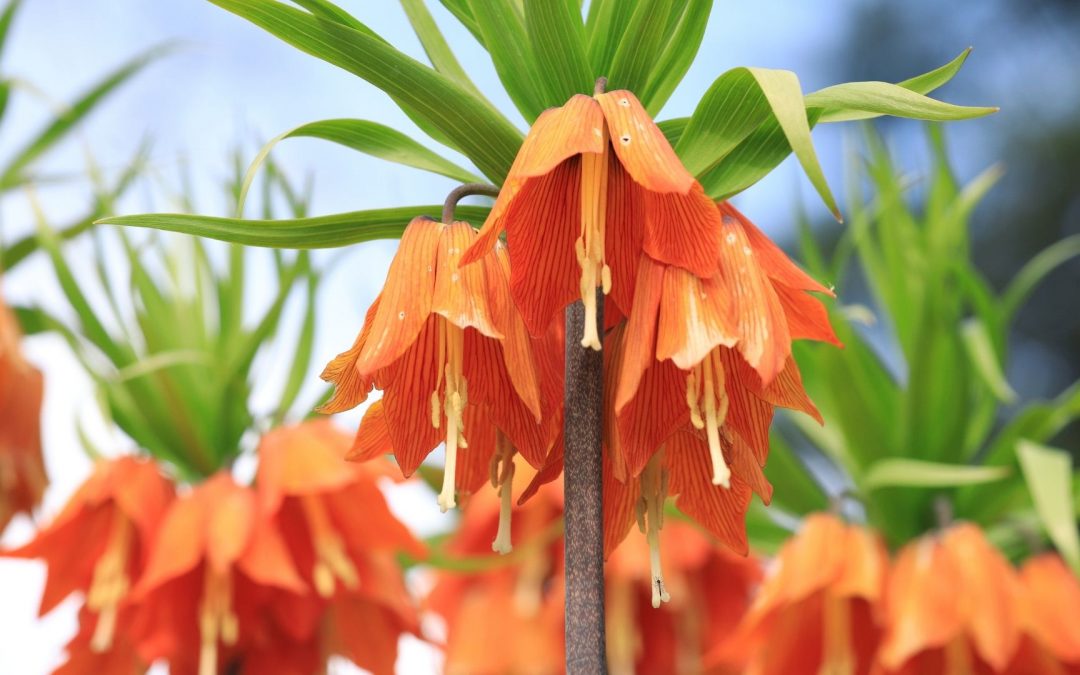 Plants With Bell Shaped Flowers