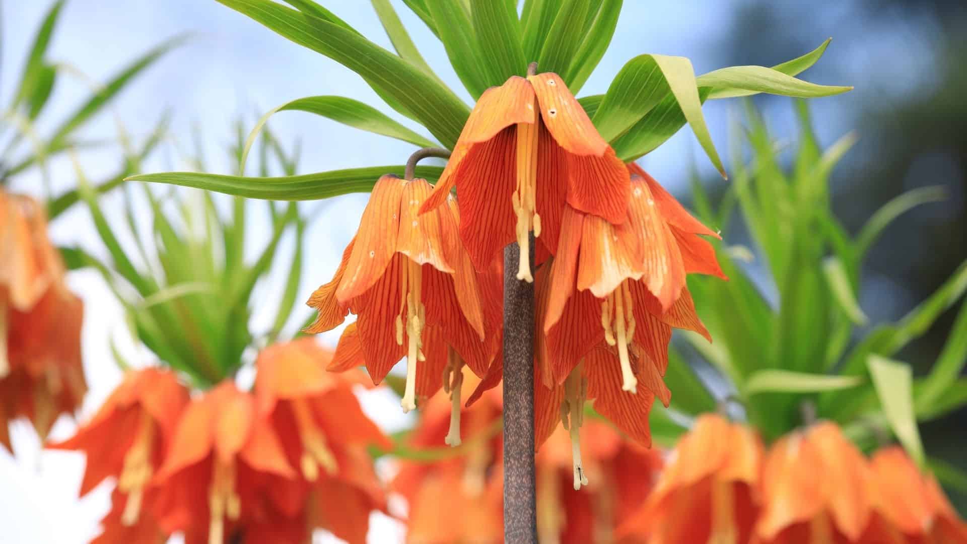 bell shaped flowers