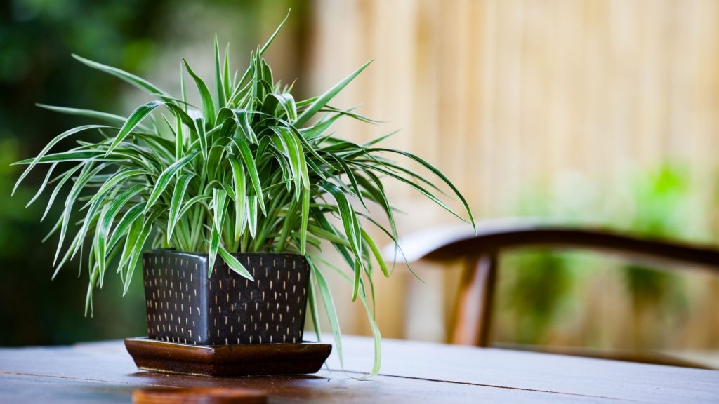 spider plant in a desk