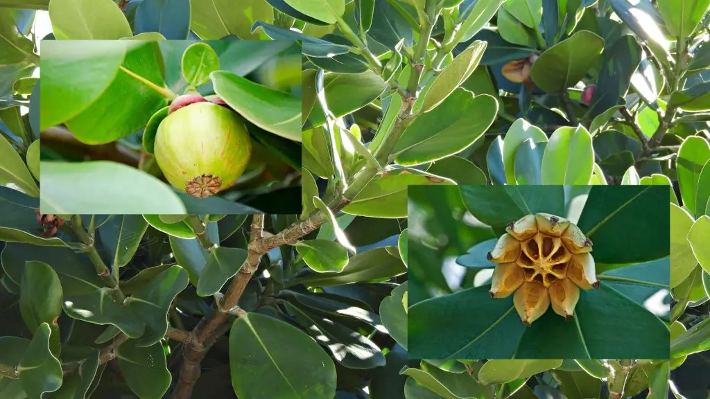 Autograph Tree plant with fruits