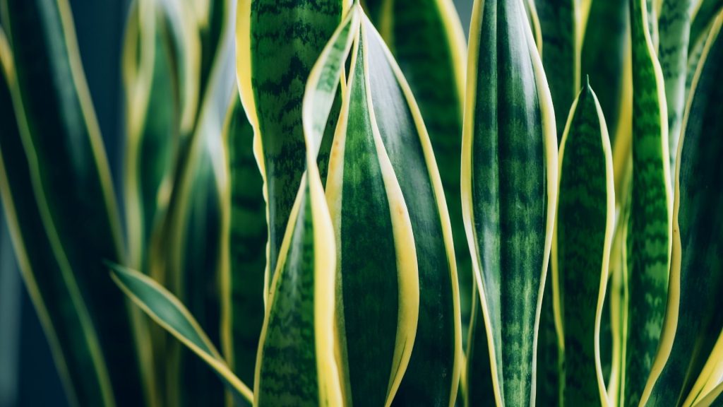 snake plant leaves healthy and green glowing
