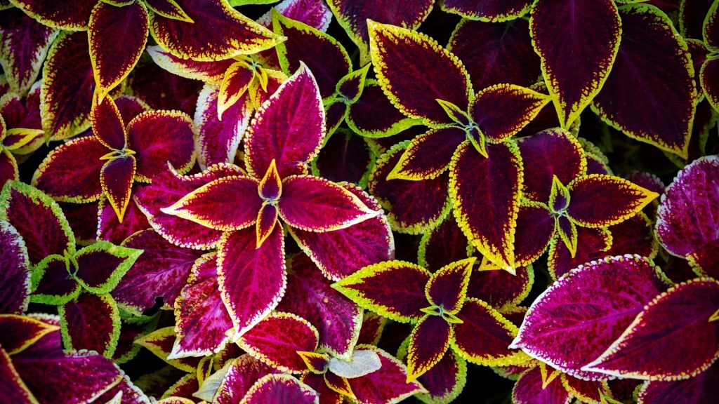 coleus plants 