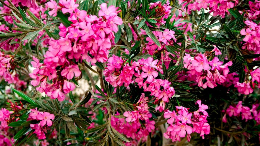 Oleander plant blooming