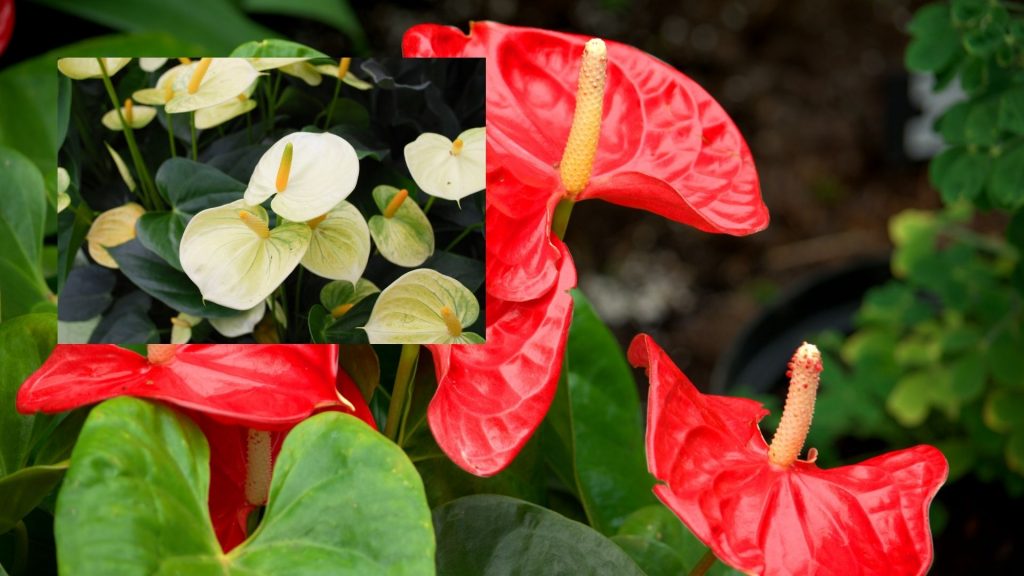 Anthurium plant