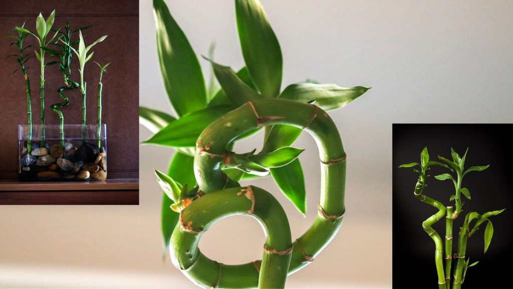 lucky bamboo plant