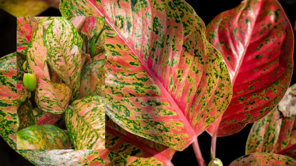 Aglaonema desk plant