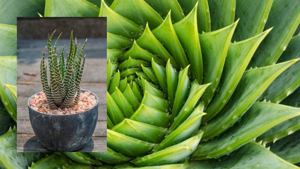 Aloe vera desk plant