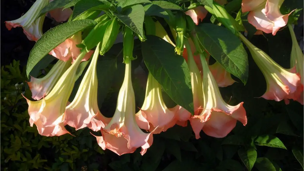 Angel’s Trumpet bell shaped flowers