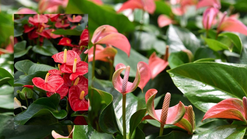 Anthuriums desk plant