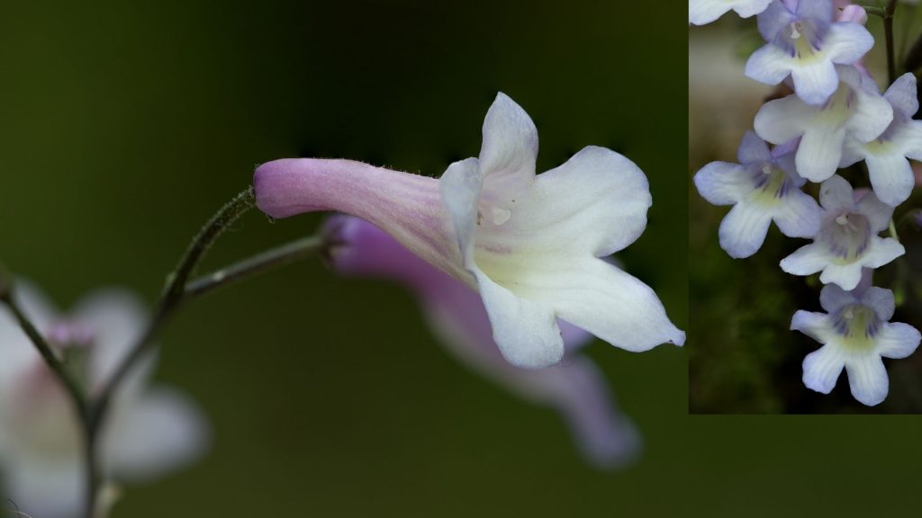 Beardtongue bell shaped flowers