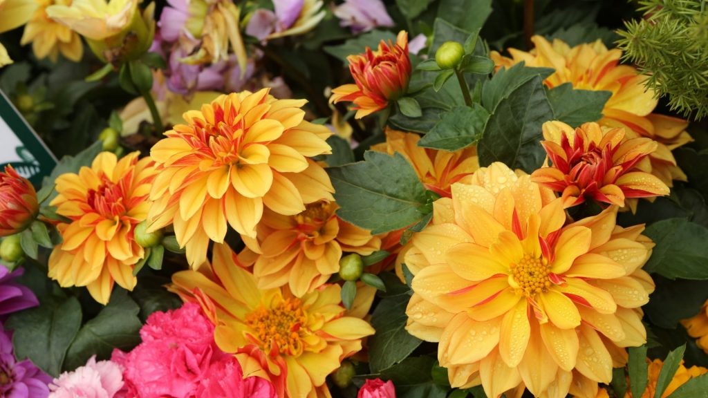 star shaped flower Bedding Dahlia (Dahlia pinnata)