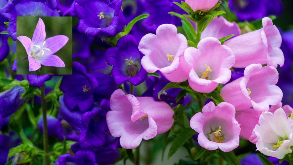 star shaped flower Bell Flowers (Campanula)