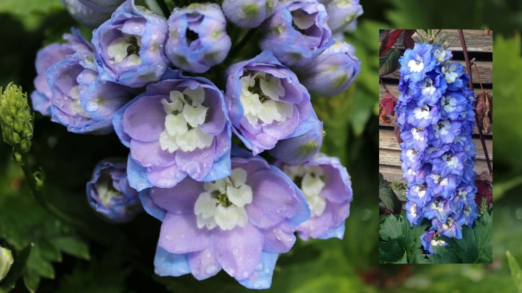Blue Delphiniums bell shaped flowers