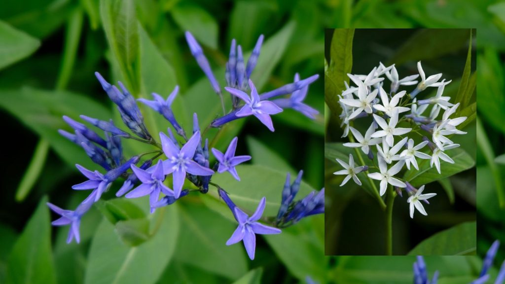 star shaped flower Blue Milk Weed (Amsonia ciliate) 