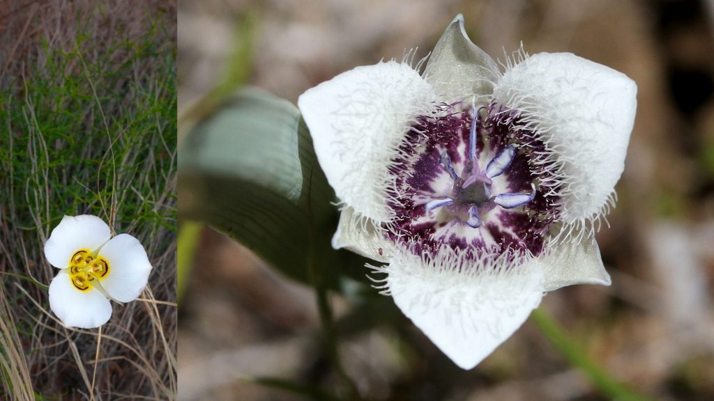 star shaped flower Butterfly tulip (Calochortus)