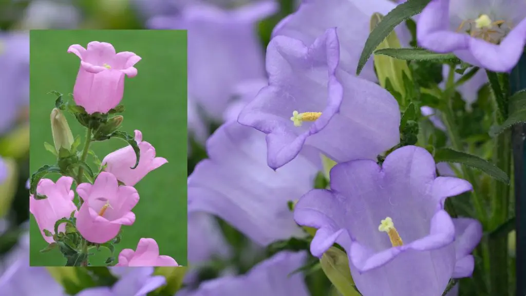 Canterbury bell shaped flowers